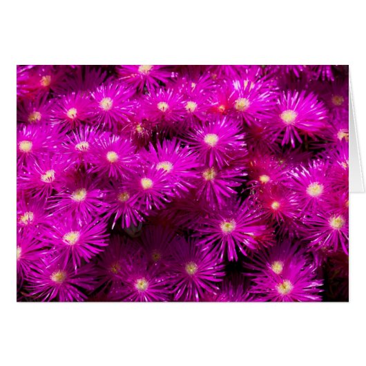 Pink Aster Flowers Cards (Front Horizontal)