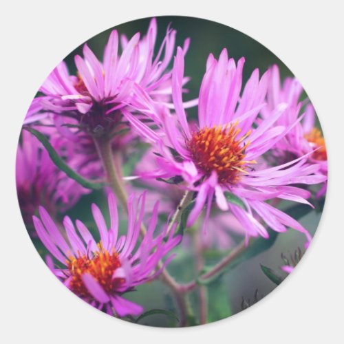 Pink Aster Flowers Classic Round Sticker