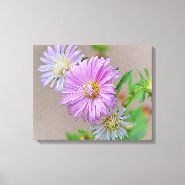 Pink Aster Flowers Floral Canvas Art Print (Front)