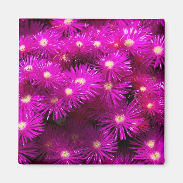 Pink Aster Flowers Magnet (Front)
