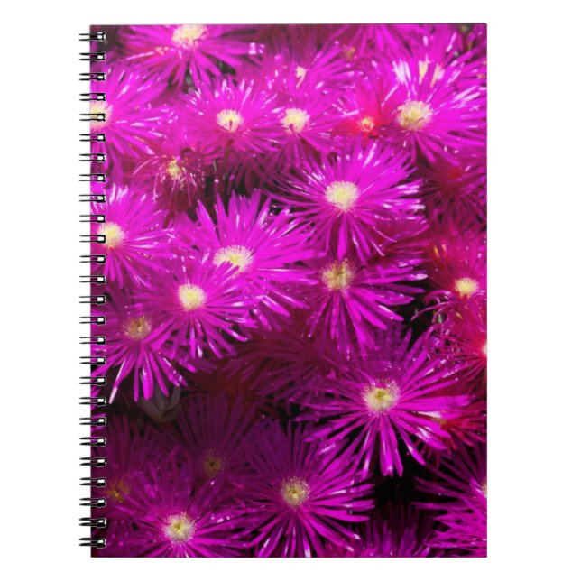 Pink Aster Flowers Notebook (Front)