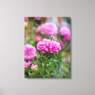 Pink Asters Flowers Canvas Print
