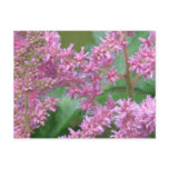 Pink Astilbe Flowers Postcard