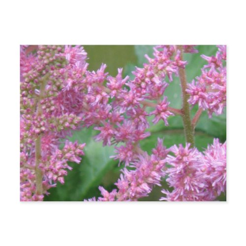 Pink Astilbe Flowers Postcard