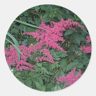 Pink Astilbe in Old Orchard Beach, Maine Classic Round Sticker