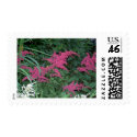 Pink Astilbe in Old Orchard Beach, Maine stamp