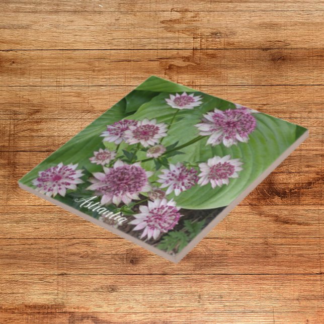 Pink Astrantia Blooms Floral Ceramic Tile (In Situ)