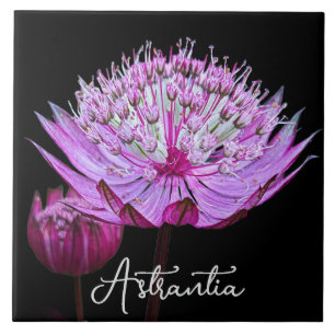Pink Astrantia Flower on Black Background Floral Ceramic Tile