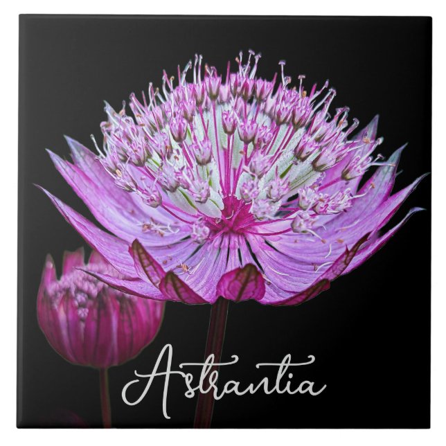 Pink Astrantia Flower on Black Background Floral Ceramic Tile (Front)