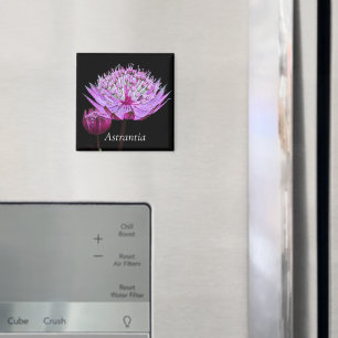 Pink Astrantia Flower on Black Floral Magnet