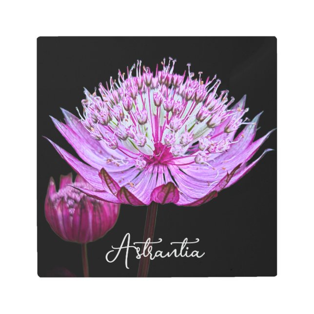 Pink Astrantia Flower on Black Floral Metal Print (Front)