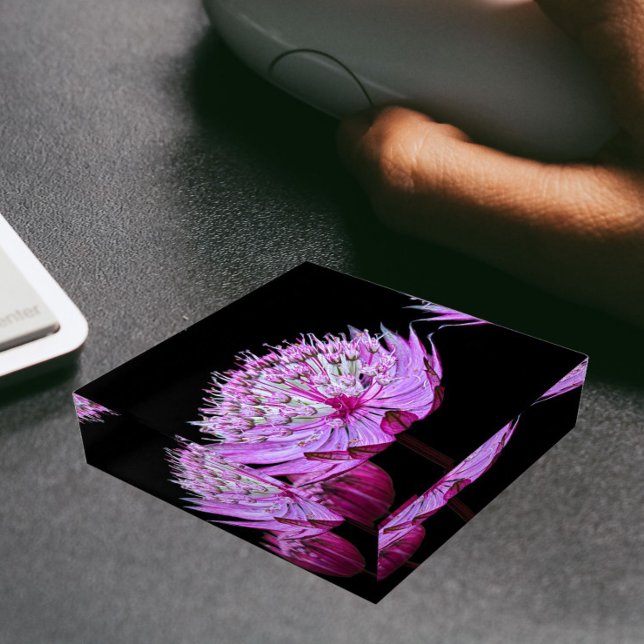 Pink Astrantia Flower on Black Floral Paperweight (In Situ)