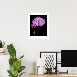 Pink Astrantia Flower on Black Floral Poster