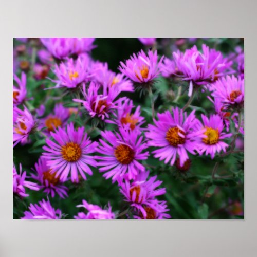 Pink Autumn Aster Flowers Orton Effect Poster