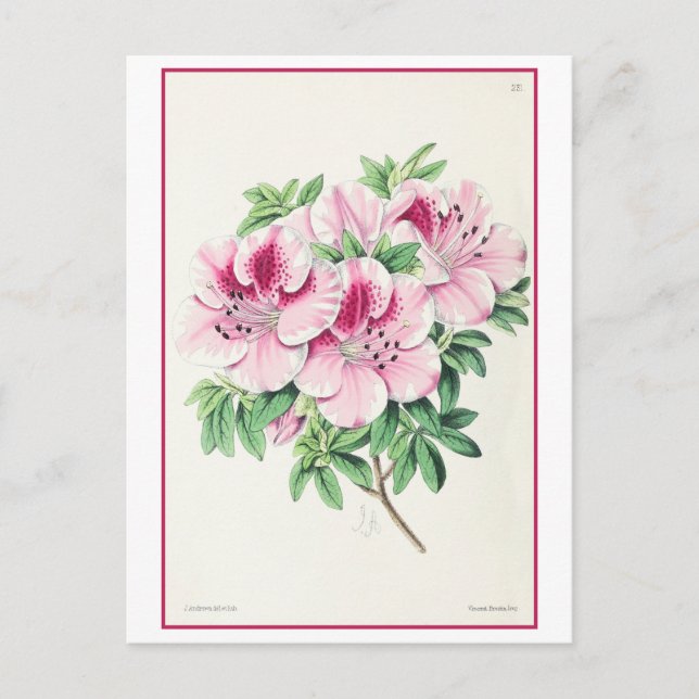 Pink Azalea Botanical Illustration Vintage Postcard (Front)