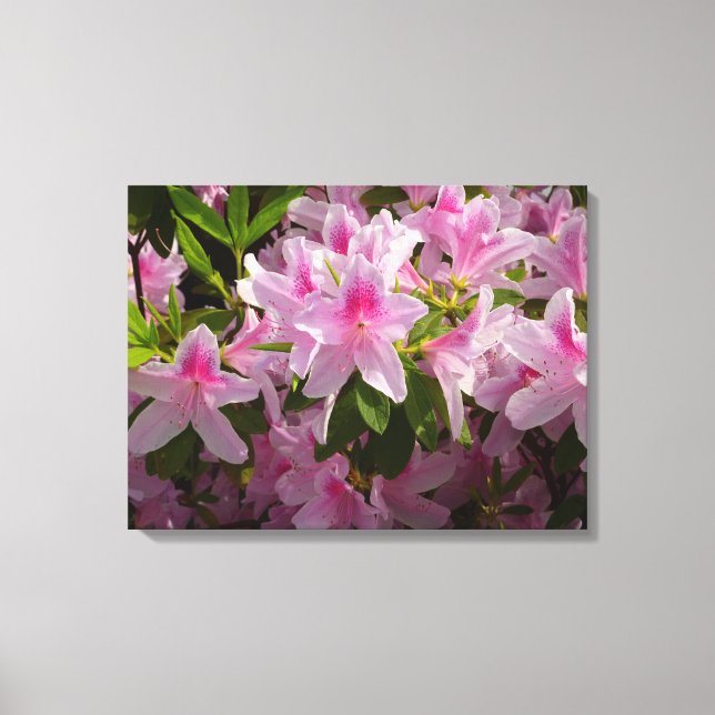 Pink Azalea Bush Spring Floral Canvas Print (Front)