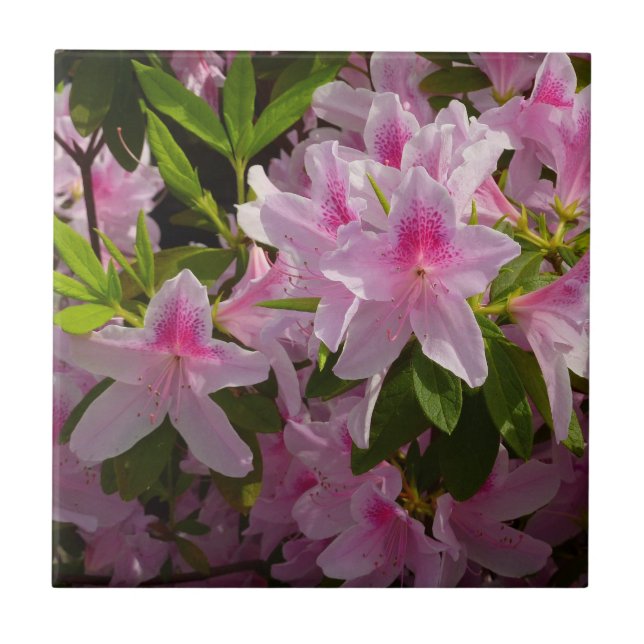 Pink Azalea Bush Spring Floral Ceramic Tile (Front)