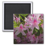 Pink Azalea Bush Spring Floral Magnet