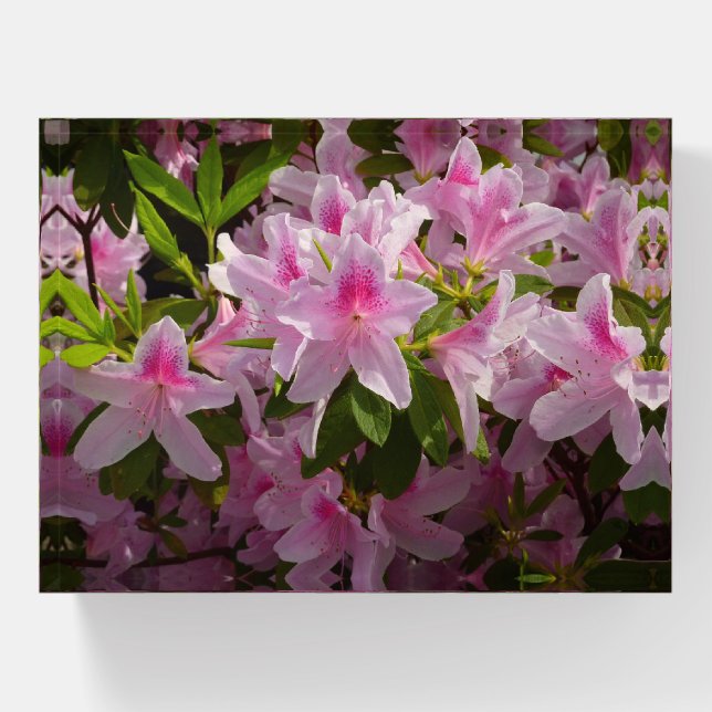 Pink Azalea Bush Spring Floral Paperweight (Front)