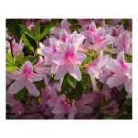 Pink Azalea Bush Spring Floral Photo Print