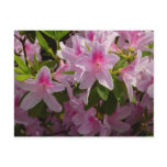 Pink Azalea Bush Spring Floral Postcard