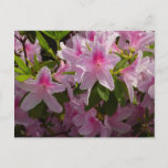 Pink Azalea Bush Spring Floral Postcard