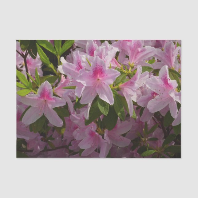 Pink Azalea Bush Spring Floral Tissue Paper (Front)