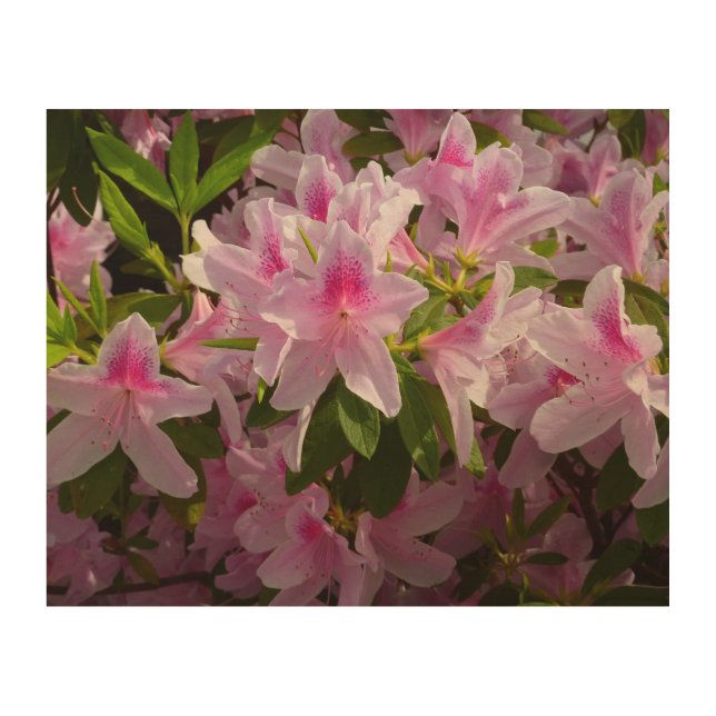 Pink Azalea Bush Spring Floral Wood Wall Art (Front)