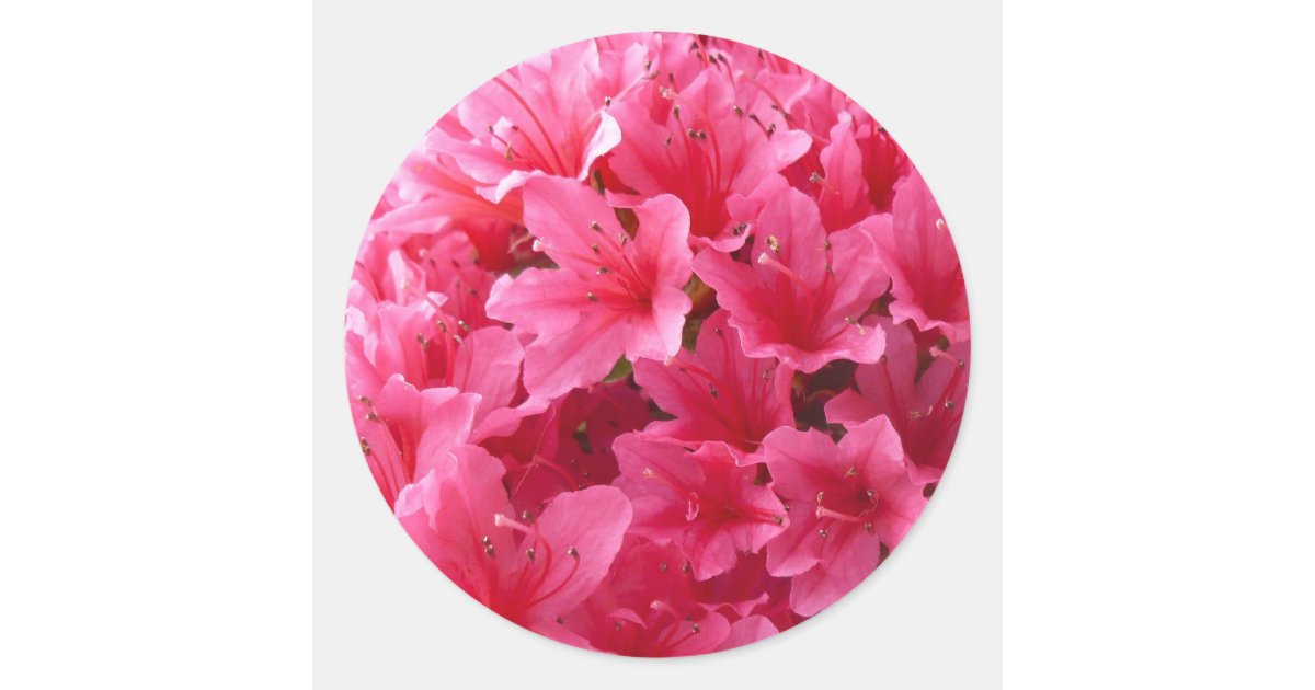 Azalea Sticker Pink Azalea Classic Round Sticker | Zazzle
