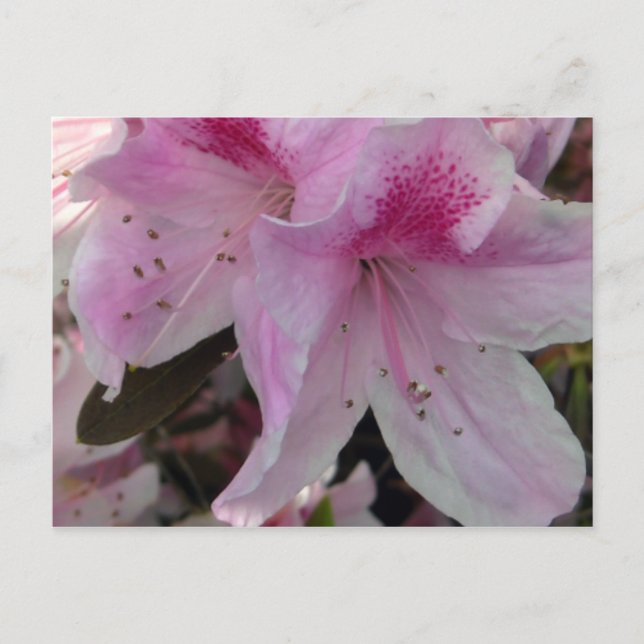 Pink Azalea Crop 2 Floral Photography Postcard (Front)