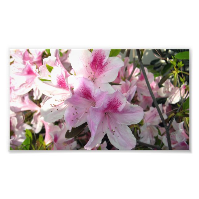 Pink Azalea Floral Color Photography Prints (Front)