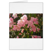 Pink Azalea Flowera (Front)