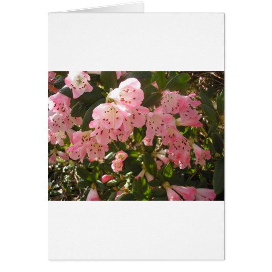 Pink Azalea Flowera Cards (Front)