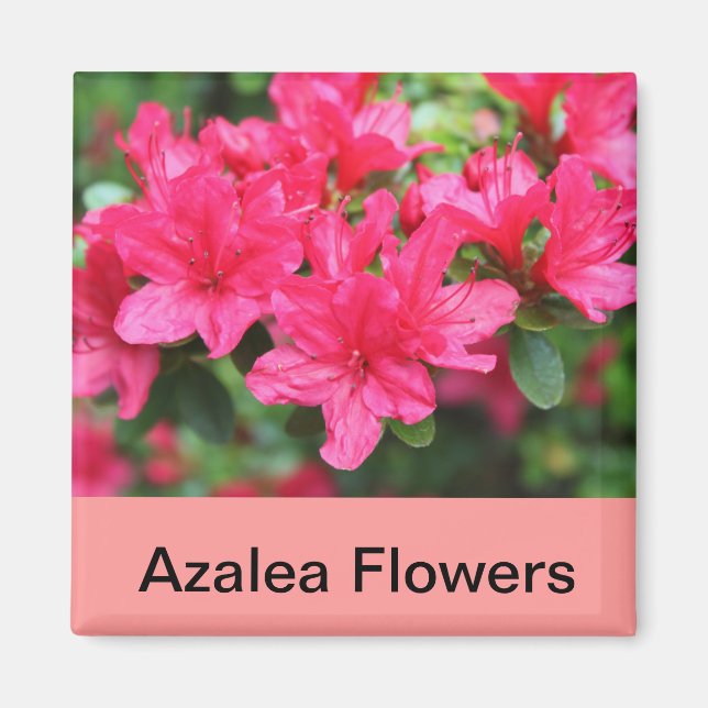 pink azalea flowers magnet (Front)