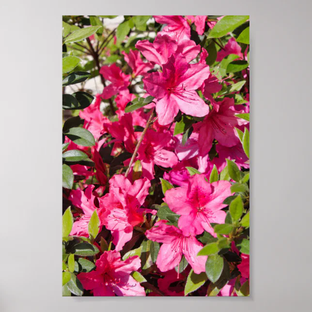 Pink azalea flowers poster | Zazzle