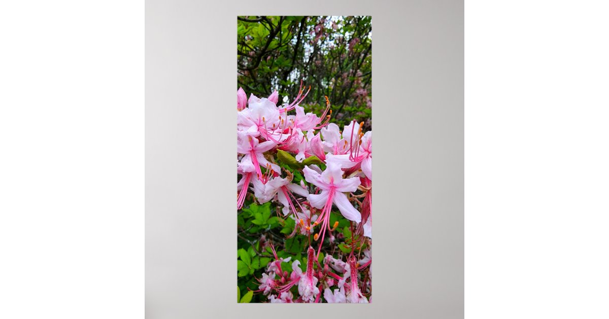 Pink Azalea Flowers Poster | Zazzle