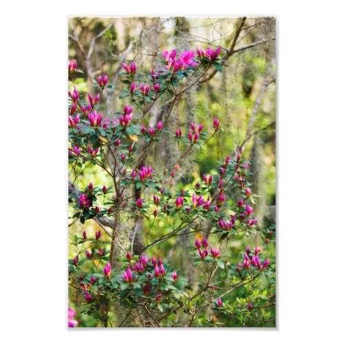 Pink Azalea in Bud Photo Print