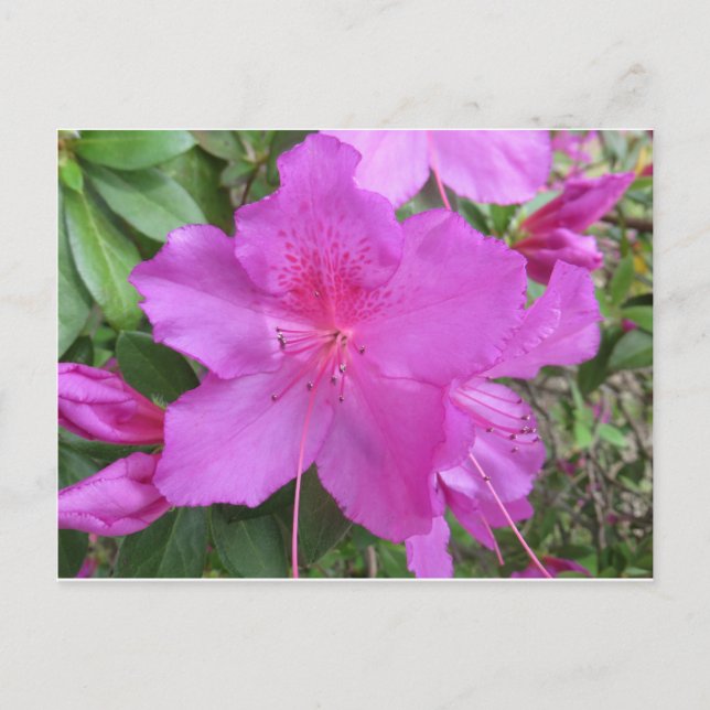 Pink Azalea Postcard (Front)