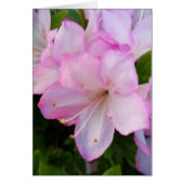 Pink Azaleas (Front)