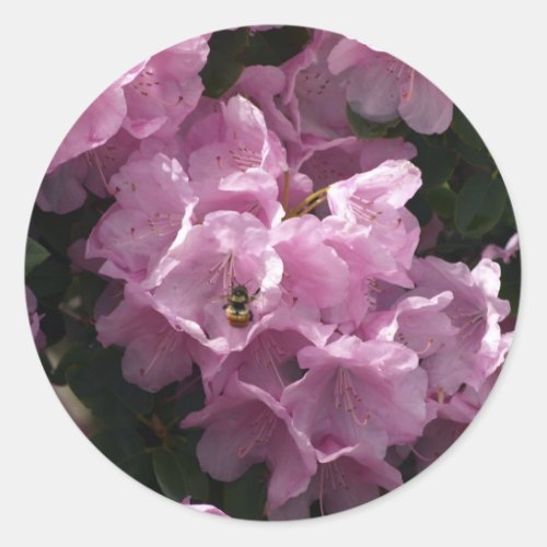 Pink Azaleas  Bee Rhododendron Garden Flowers Classic Round Sticker