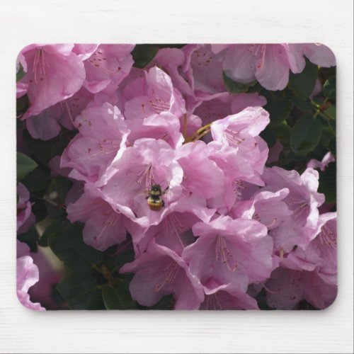 Pink Azaleas  Bee Rhododendron Garden Flowers Mouse Pad