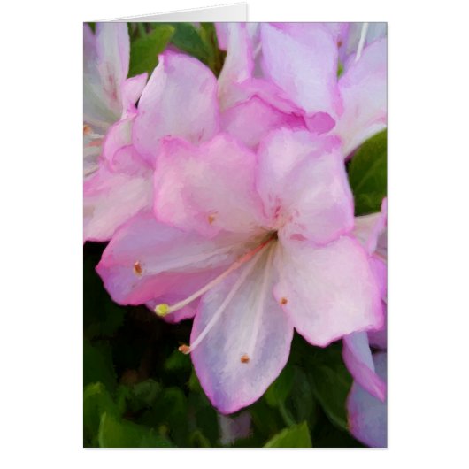 Pink Azaleas Cards (Front)