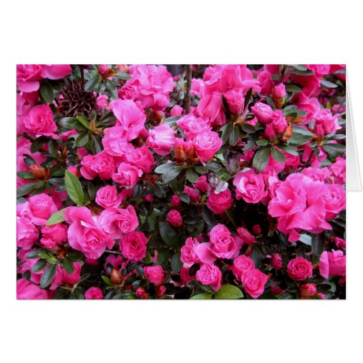 Pink Azaleas Cards (Front Horizontal)
