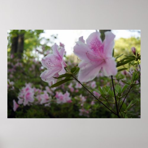 Pink Azaleas in Springtime Poster