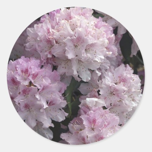 Pink Azaleas Rhododendron Garden Flowers Classic Round Sticker