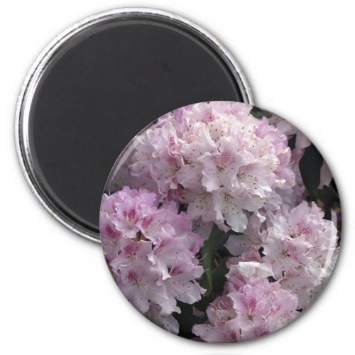 Pink Azaleas Rhododendron Garden Flowers Magnet