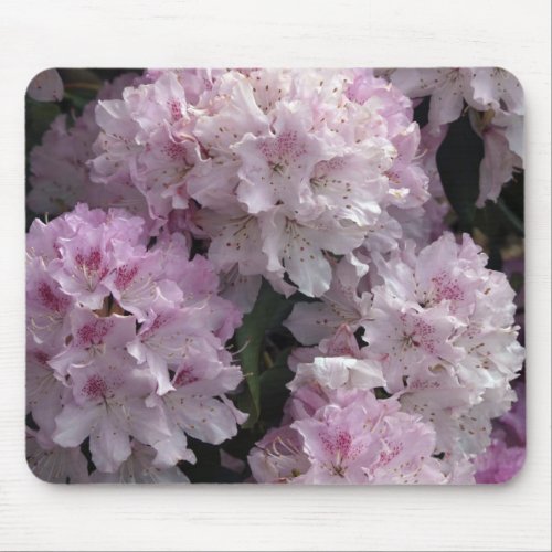 Pink Azaleas Rhododendron Garden Flowers Mouse Pad