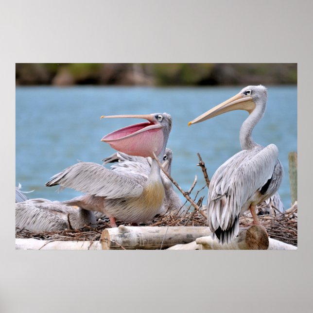 Pink-backed Pelicans Poster (Front)