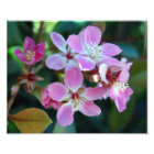 Pink Ballerina Blossoms Photo Print