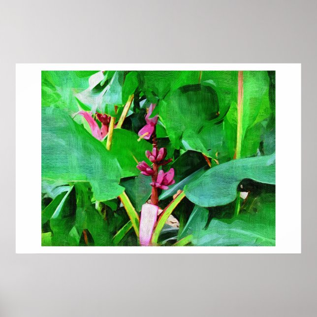 Pink banana, Musa pink velvet, Oil painting  Poster (Front)